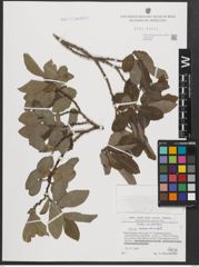 Foto von Salix appendiculata Vill.